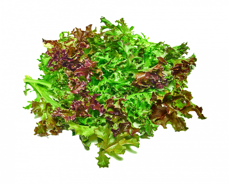 Crispy Red Lettuce Pure Harvest